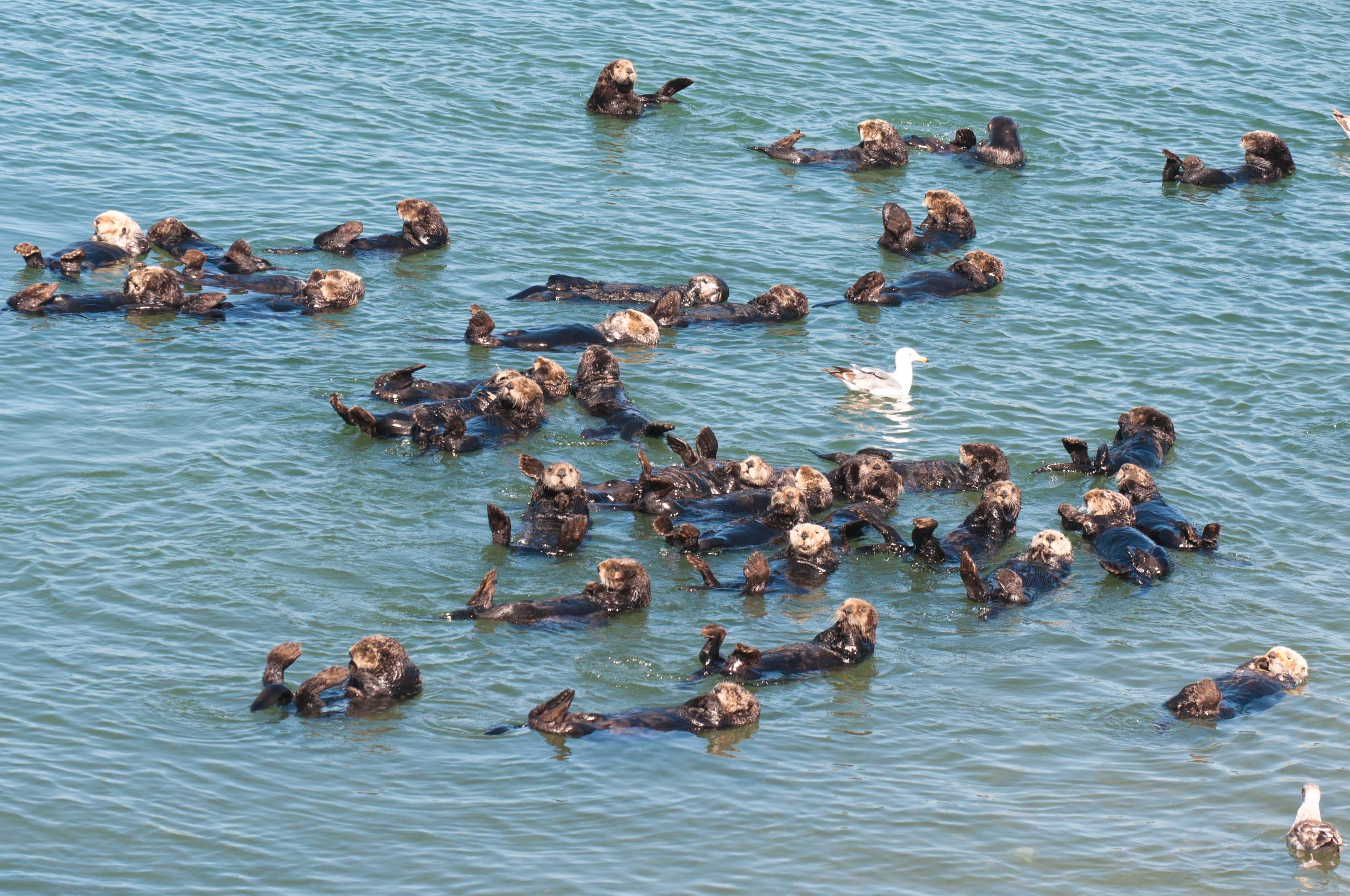 Group Of Otters 94